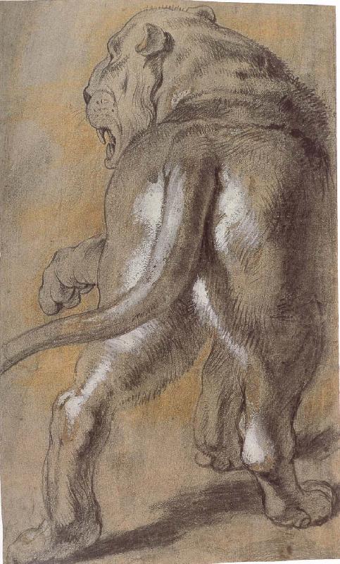 Peter Paul Rubens Lion